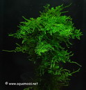 Vesicularia Dubyana